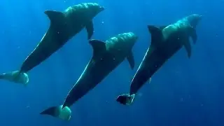 dauphins reunion plongée 20 06 16