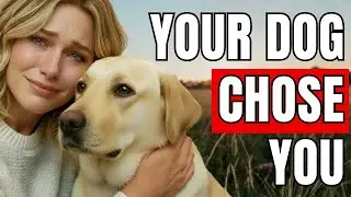 When Dogs Choose Their Favorite Person (Most People Never Notice)