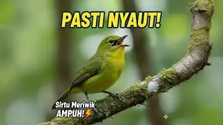 Suara Sirtu Meriwik Pancingan Sirtu Bahan Nyaut