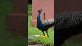 Interesting Peacock Fact | Habitat #peacock #wildlife #habitat #birds #shorts