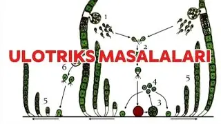 ulotriks masalalari