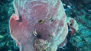 P2P25: Chad L. - Video 4