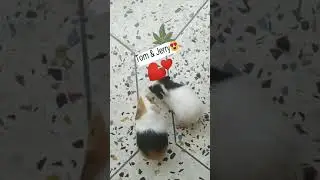 #Mypet #myworld #mycuteHamster😍😍😍