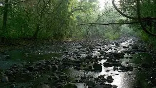 കാട്ടിലെ ഒരു ദിവസം..