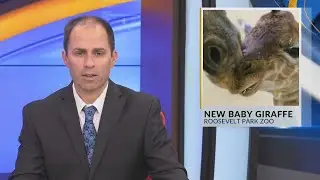 New baby Giraffe at Roosevelt Park Zoo