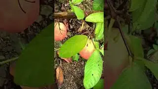 Village farmers' secret trick to produce quality guava from cheap care #shorts