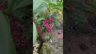 Мединилла. Medinilla #всеценноевнутринас #nature #medinilla #tropicalflowers #мединилла #цветы