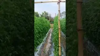 Bitter gourd farming / Kalara chasa #shorts #agriculture #odisha