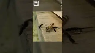 New Discovery - Japanese Bees' Unique Ant Defense |  #science #research  #sciencenews #BeeBehavior