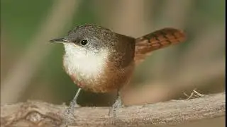 Canyon Wren Bird Song Video-Bird Songs Western North America-Nature Sounds for Sleep Peace