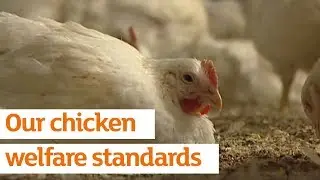 Our chicken welfare standards | Sainsbury's