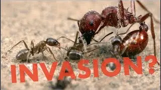 INVASIVE species! Fourth tropical vivarium update