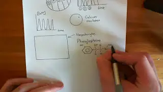 Calcium Waves Part 1