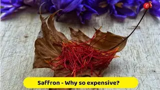 Why Saffron is so expensive ? Some interesting facts of Saffron | Taste Bubble Gyan