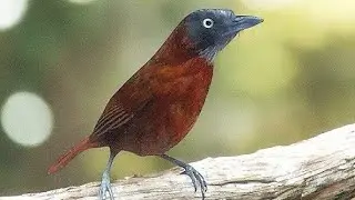 TEPUS KEPALA ABU GACOR ‼️ NEMBAK RAPET NYIUL!! UNTUK PANCINGAN 