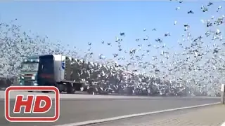 IDIOTS On Trucks 1 part | Compilation Videos Overloaded Trucks 2017 | Fails Trucks | Tipping Truck.