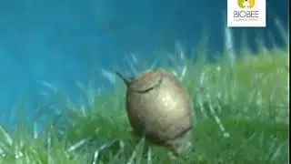 Афидиус колемани