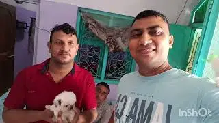 📣 My Happy Customer 2 Time Il Shih Tzu Puppy 