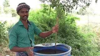 ZBNF Cabbage Success Story