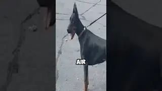The Doberman &lsquo;Freeze Move&rsquo; That Scares Predators Instantly