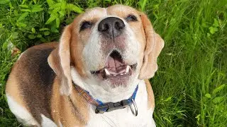Tuktuk loves chicken Dinner #chickendinner #beaglevideo