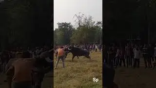 Assam buffalo fight...32nathor xoru moh tu aaru  Rongai boniya..