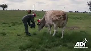 Christmas treats for lions and tigers