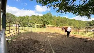 Lungeing with the Flag and Hoof Work: with Sone