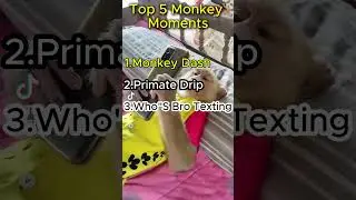 Top 5 Smartest Monkeys Doing Human Things