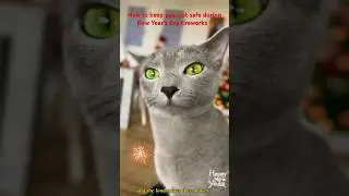 How to keep your cat safe during New Year's Eve fireworks ?