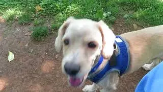 Dudley back at the Dog Park 25May18