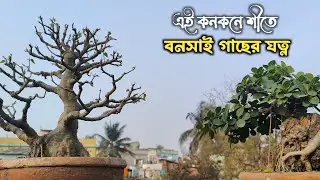 Caring for bonsai trees in winter