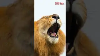 #Lio the lion #cartoonforkids #kidsvideo #animation