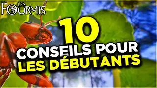 Les Fourmis | 10 CONSEILS POUR les D&Eacute;BUTANTS  !