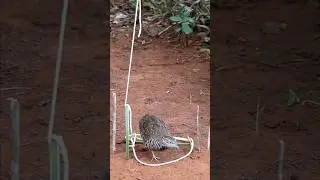 Amazing Bird Trap Work