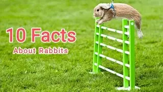 About Rabbit|Interesting facts of rabbit|10 facts|