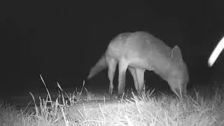 Hello Mr Fox.  #talltreesnaturereserve #wildlife #wildfoxes #foxes #foxwatching #foxy #foxyfox