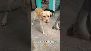 #funny #cghome #familyvlog #dog #dogs #dogshorts #doglife #dogvideos #doglove #home #fish #funnyfac