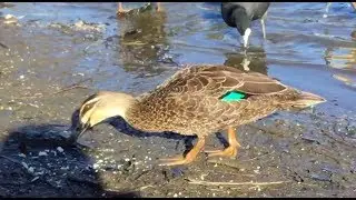 The Pacific Black Duckumentary