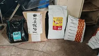*** Operation Phoenix 🐦&zwj;🔥 Food Trial Update *** #koi #koifish #koifarm 