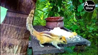 Chipmunks vs. Squirrels: Who's the Real Nutty Champion?