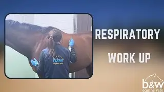 Respiratory Examination - Equine Medicine - B&W Equine Hospital