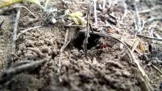 Ants - 60FPS (HS10 - Usuable as dreamscene)