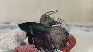 Easiest Fish to Breed for Beginners