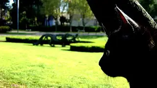 La Gata i el Belitre