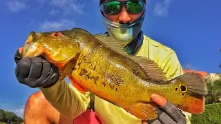New Species: Peacock Bass in South Florida