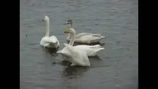 Huge whooper swan family at WWT Welney. Social and aggressive interactions with other birds