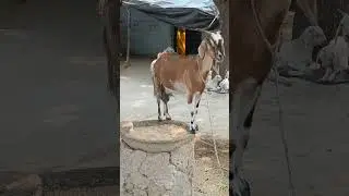 Goat Balance// #goat #ytshort #ytvideo #tranding #video