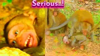Where Mom? Help Me Now Mom...! Primate Kh