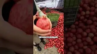 Самый сочный гранат в мире 🤯